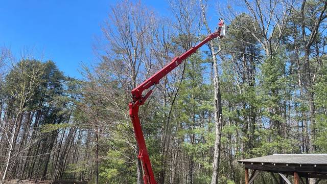 Tree removal and lot clearing by Whitener Tree Service, Blue Ridge GA — job 1