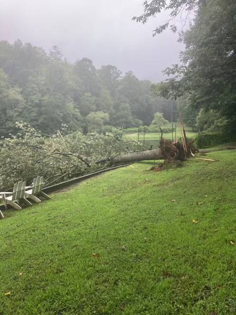 Tree removal and lot clearing by Whitener Tree Service, Blue Ridge GA — job 2