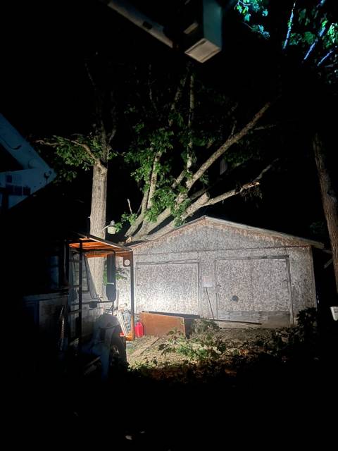 Tree removal and lot clearing by Whitener Tree Service, Blue Ridge GA — job 4