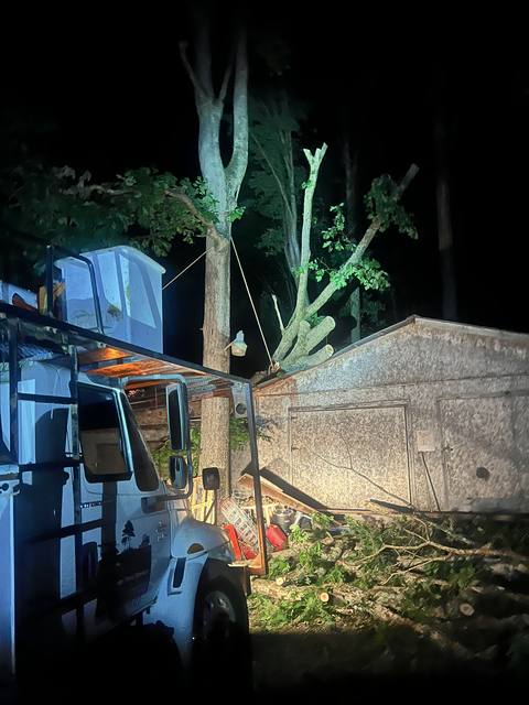 Tree removal and lot clearing by Whitener Tree Service, Blue Ridge GA — job 5