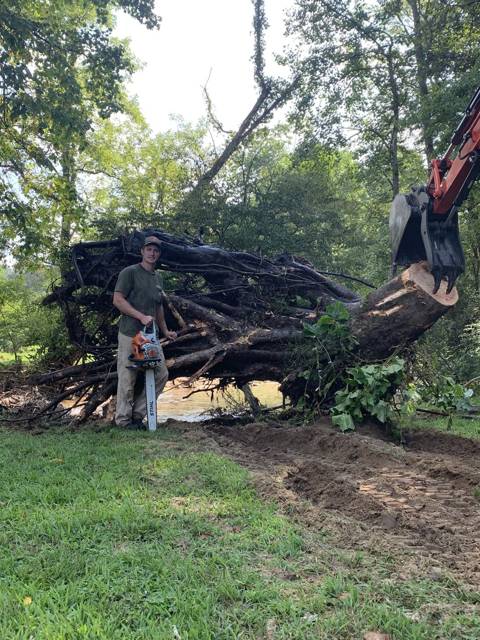 Tree removal and lot clearing by Whitener Tree Service, Blue Ridge GA — job 7