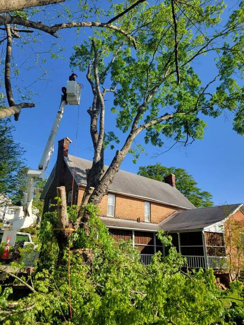 Tree removal and lot clearing by Whitener Tree Service, Blue Ridge GA — job 8