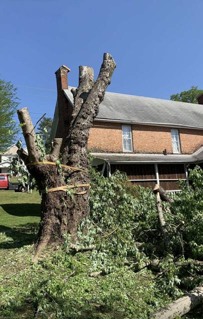 Tree removal and lot clearing by Whitener Tree Service, Blue Ridge GA — job 9