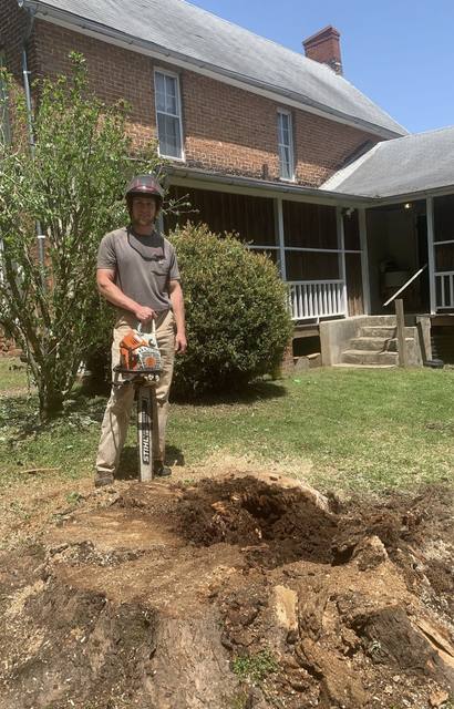 Tree removal and lot clearing by Whitener Tree Service, Blue Ridge GA — job 10