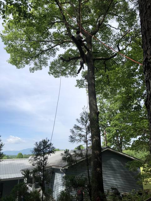 Tree removal and lot clearing by Whitener Tree Service, Blue Ridge GA — job 11