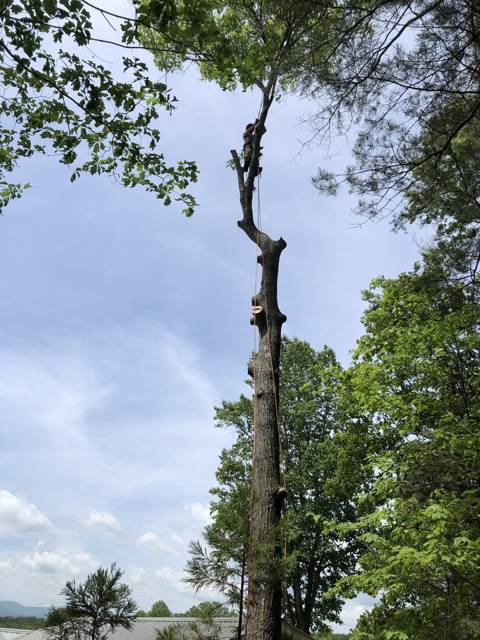 Tree removal and lot clearing by Whitener Tree Service, Blue Ridge GA — job 12