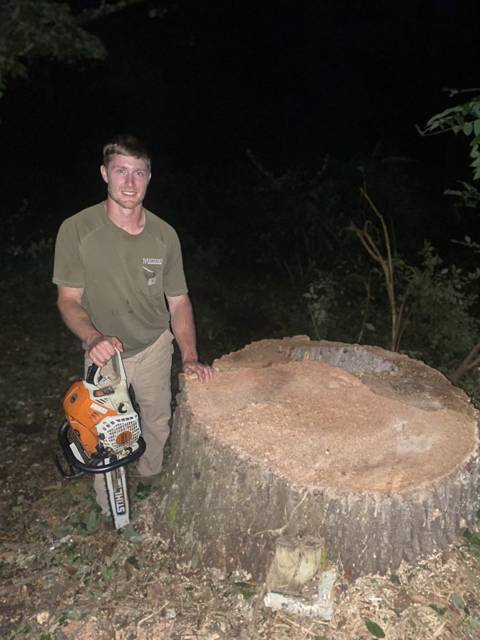 Tree removal and lot clearing by Whitener Tree Service, Blue Ridge GA — job 14