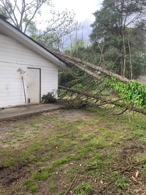 Tree removal and lot clearing by Whitener Tree Service, Blue Ridge GA — job 16