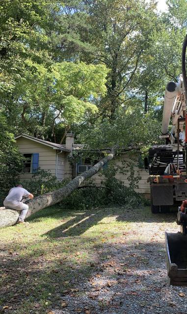 Tree removal and lot clearing by Whitener Tree Service, Blue Ridge GA — job 17