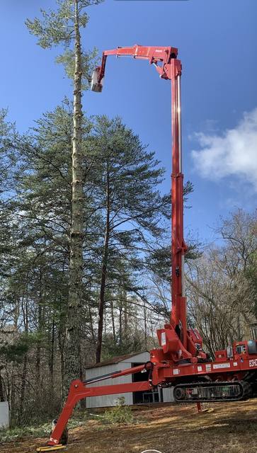 Tree removal and lot clearing by Whitener Tree Service, Blue Ridge GA — job 18