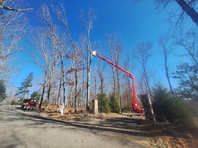 Tree removal and lot clearing by Whitener Tree Service, Blue Ridge GA — job 19