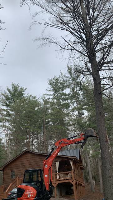 Tree removal and lot clearing by Whitener Tree Service, Blue Ridge GA — job 20