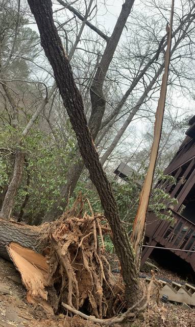 Tree removal and lot clearing by Whitener Tree Service, Blue Ridge GA — job 21