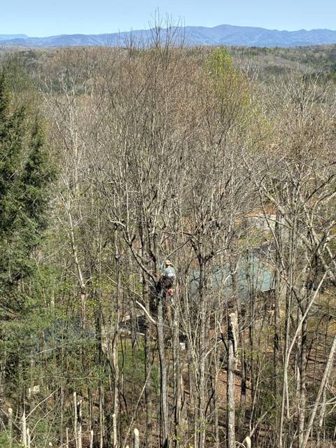 Tree removal and lot clearing by Whitener Tree Service, Blue Ridge GA — job 23