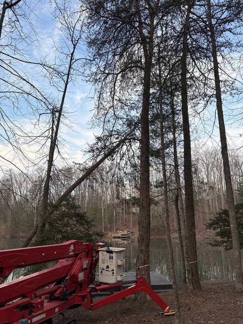 Tree removal and lot clearing by Whitener Tree Service, Blue Ridge GA — job 25