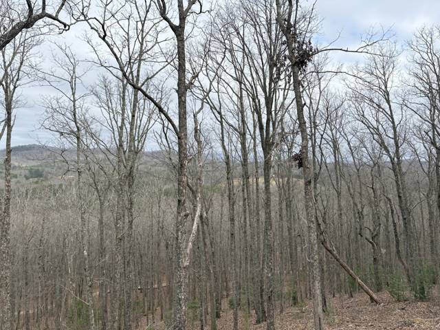 Tree removal and lot clearing by Whitener Tree Service, Blue Ridge GA — job 27