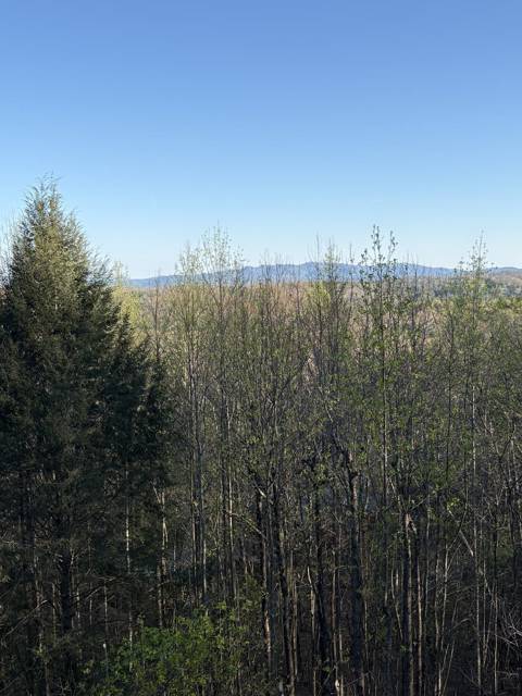 Tree removal and lot clearing by Whitener Tree Service, Blue Ridge GA — job 31