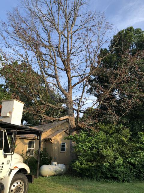 Tree removal and lot clearing by Whitener Tree Service, Blue Ridge GA — job 33
