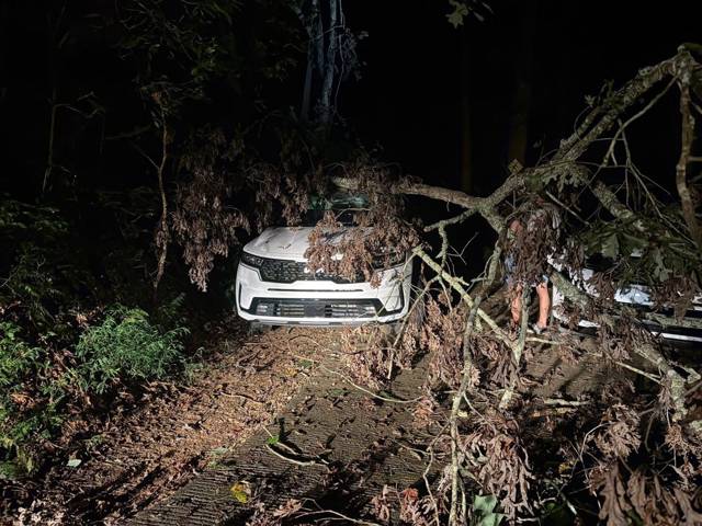 Tree removal and lot clearing by Whitener Tree Service, Blue Ridge GA — job 35