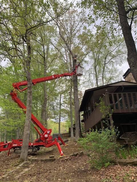 Tree removal and lot clearing by Whitener Tree Service, Blue Ridge GA — job 36