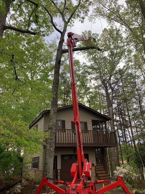 Tree removal and lot clearing by Whitener Tree Service, Blue Ridge GA — job 37
