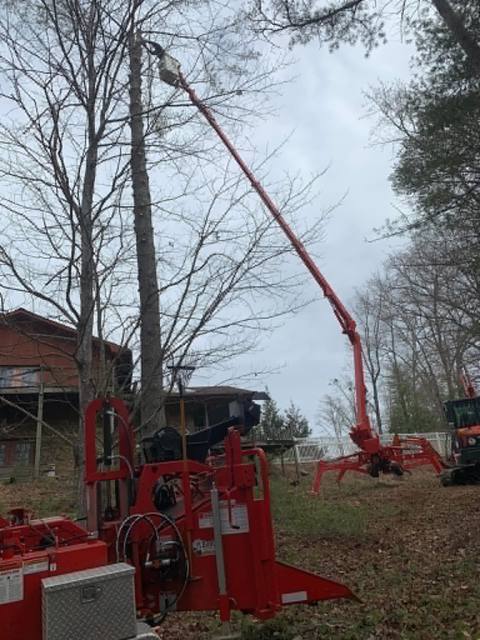 Tree removal and lot clearing by Whitener Tree Service, Blue Ridge GA — job 38