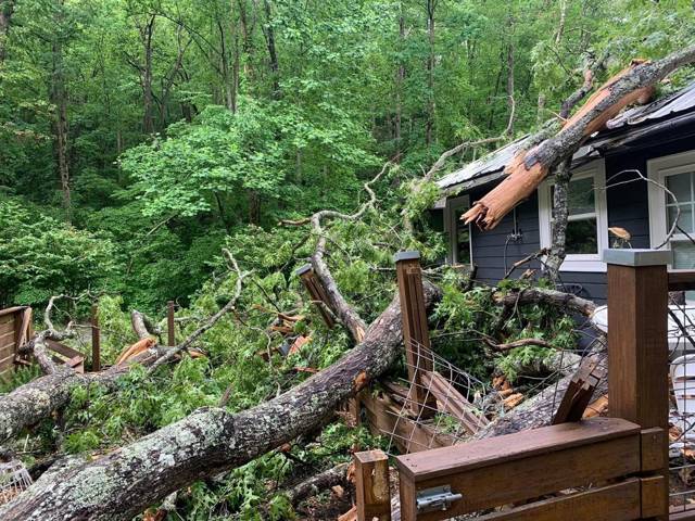 Tree removal and lot clearing by Whitener Tree Service, Blue Ridge GA — job 40