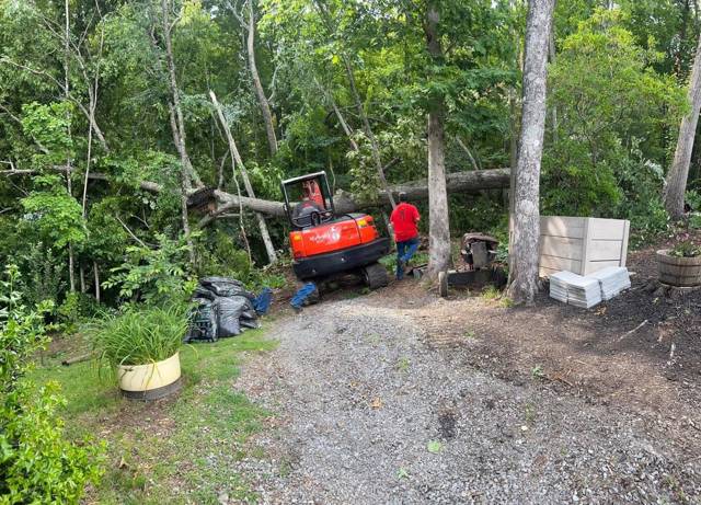 Tree removal and lot clearing by Whitener Tree Service, Blue Ridge GA — job 42