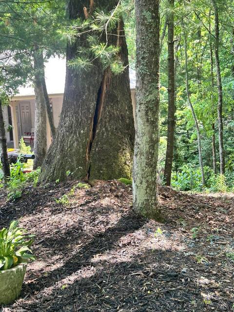 Tree removal and lot clearing by Whitener Tree Service, Blue Ridge GA — job 43