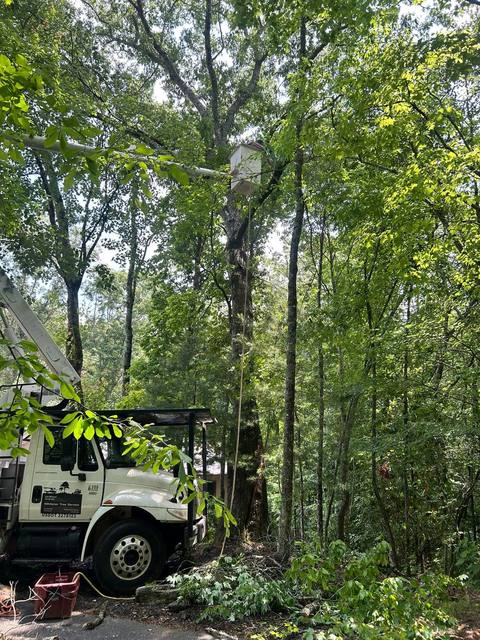 Tree removal and lot clearing by Whitener Tree Service, Blue Ridge GA — job 44