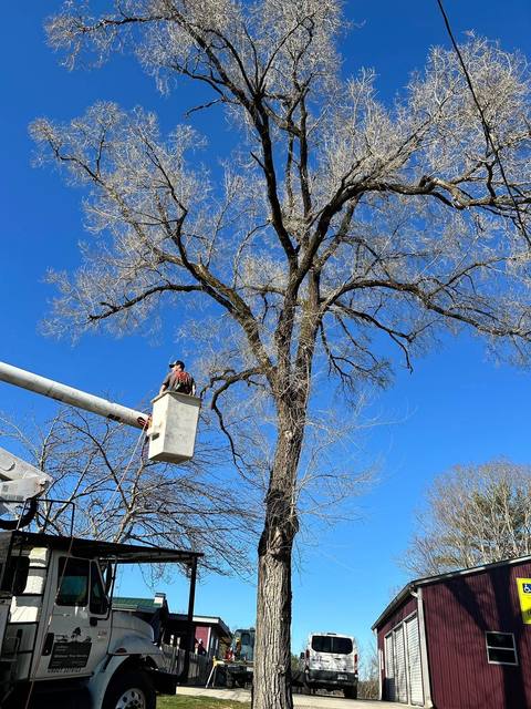 Tree removal and lot clearing by Whitener Tree Service, Blue Ridge GA — job 46