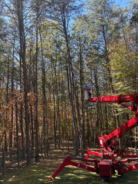 Tree removal and lot clearing by Whitener Tree Service, Blue Ridge GA — job 48
