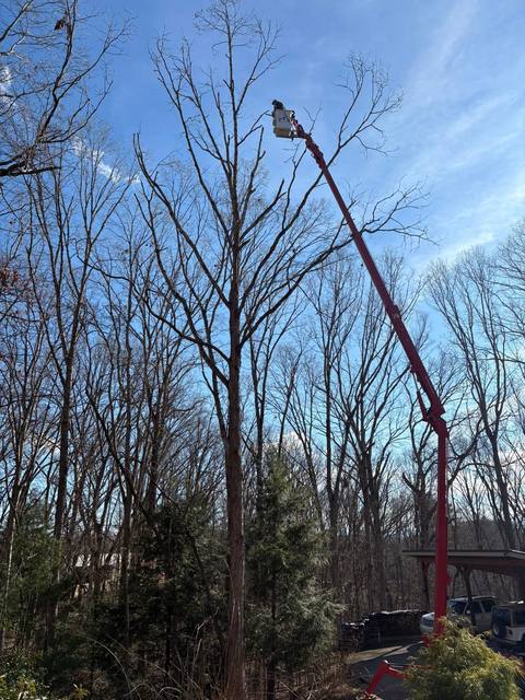 Tree removal and lot clearing by Whitener Tree Service, Blue Ridge GA — job 49